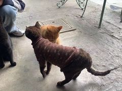 -喵屿·大理花园猫咖