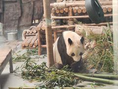 -东莞香市动物园