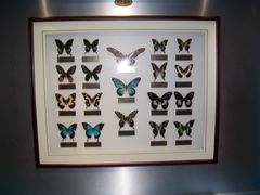 -上海昆虫博物馆