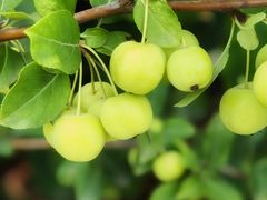 -龙大花卉苗木市场