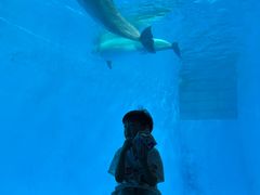 -海合安成都极地海洋公园