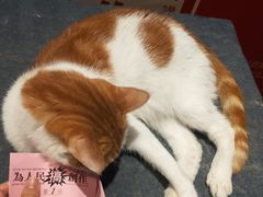 -小洲村