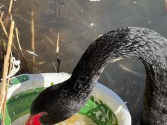 -松鹤楼面馆(清河万象汇店)