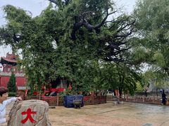-大槐树寻根祭祖园