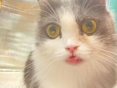 -飞行喵MR PILOT|猫舍·猫咖(静安大融城店)