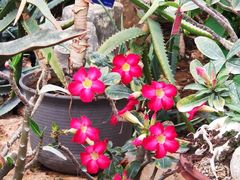 -国家植物园南园