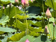 -白塘生态植物园