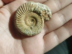 -诸城市恐龙博物馆
