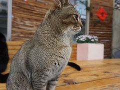 -喵屿·大理花园猫咖