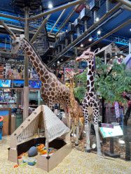 -卡通尼·Safari非洲探索乐园·生日会(金桥国际商业广场店)