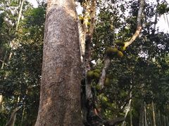 -海南槟榔谷黎苗文化旅游区
