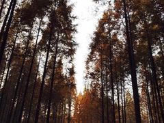 -黄海国家森林公园