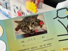 -艾贝尔宠物医院·24H转诊中心·肿瘤猫专科(江宁双龙店)