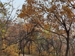 -北京西山国家森林公园