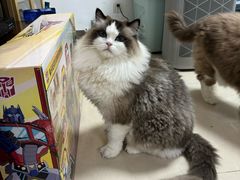 -猫十亿·布偶金渐层·曼基康矮脚猫舍(青年路店)