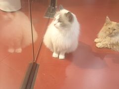 -和它·交个朋友·狗咖猫咖(爱琴海店)