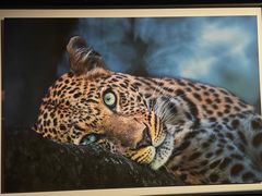 -罗红摄影艺术馆