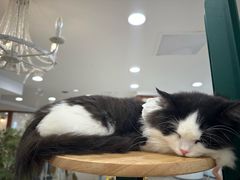 -共舞时光猫咖·狗咖(新街口店)