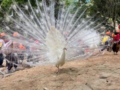 -泉州海丝野生动物世界