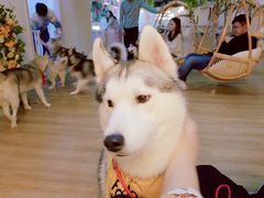 -Husky Go! 哈士奇体验馆·宠物咖啡厅狗咖