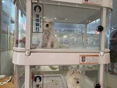 -翊宠yipet猫狗购宠庄园犬舍•猫舍