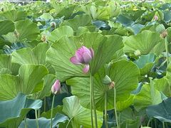 -莲花池公园