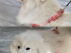 -虹泰宠物医院 ·旗舰店·24h(南秀路店)