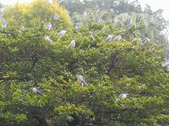 -九龙公园