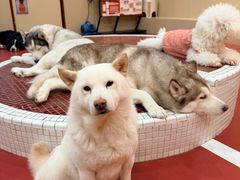 -和它·交个朋友·狗咖猫咖(爱琴海店)