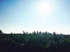-东郊椰林