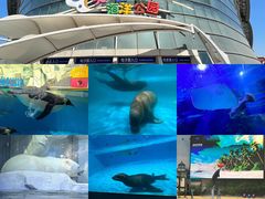 -海合安天津极地海洋公园