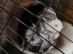-喵zoo家庭繁育猫舍(尖东智能花园店)