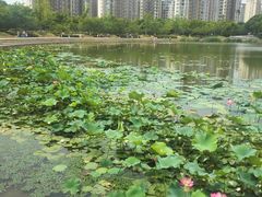 -新江湾城公园