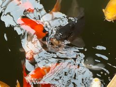 -南宫五洲植物乐园