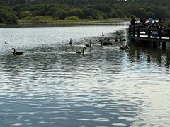 -五缘湾湿地公园