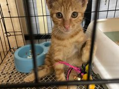 -派特宠物医院(圆融广场店)