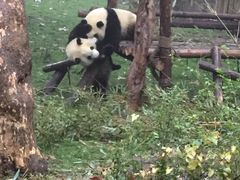 -成都大熊猫繁育研究基地