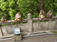 -苏州上方山国家森林公园