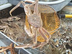 -阿拉斯加·海货(马王堆店)