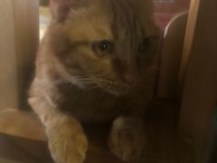 -猫猫幼稚园·撸猫·桌游·电玩