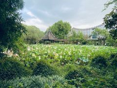 -上海醉白池公园