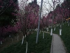 -富乐山