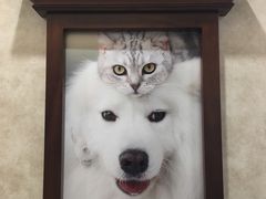 -宠爱国际动物医院· 猫科· 外科·中兽医(长白店)
