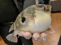 -肆月河豚·新淮扬(金融街店)