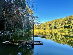 -深圳仙湖植物园