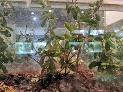 -上海昆虫博物馆