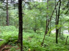 -五营红松林海景区