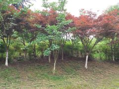 -花溪公园