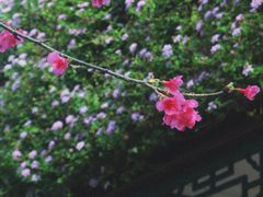-宝墨园景区