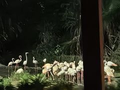 -夜间野生动物园